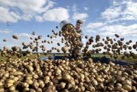 Больше всего украинского картофеля импортирует Беларусь