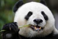 Умерла самая старая панда, жившая в неволе