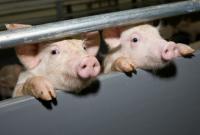В Киевской области в результате заражения АЧС погибли 35 домашних свиней