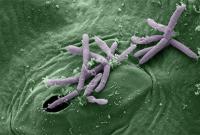 Ученые обнаружили новую устойчивую к антибиотикам бактерию
