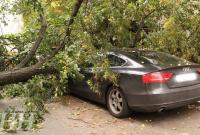 В результате падения дерева в центре Киева повреждены два автомобиля