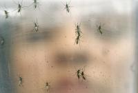 Минздрав: вирус Зика могут переносить 53 вида насекомых, которые водятся в Украине
