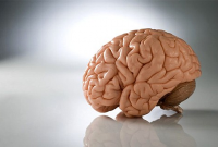 Активность разных частей мозга человека зависит от времени года – ученые