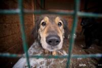 В приюте для животных под Киевом появилось круглосуточное видеонаблюдение