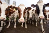 Украина получила разрешение на экспорт в ОАЭ говядины, баранины и мяса птицы