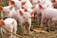 В Украине зафиксировали 4 вспышки заболевания африканской чумой свиней