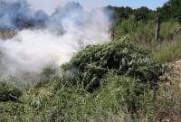 СБУ обнаружила плантацию марихуаны в Черкасской области