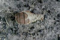 Старую гранату нашли в Запорожье