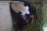 В Венском зоопарке родился детеныш редкой гигантской панды