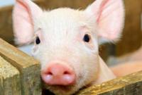Вспышку африканской чумы свиней зафиксировали в Николаевской области
