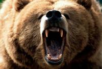 В японском сафари-парке медведь загрыз женщину