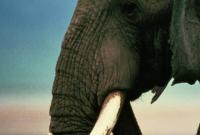 Поезд насмерть сбил четырех слонов в Шри-Ланке