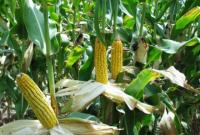 Госпродпотребслужба: значительная площадь посевов кукурузы заражена возбудителями карантинных заболеваний