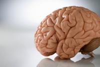 Ученые нашли в мозгу человека "область доброты"