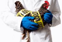 Более полумиллиона птиц уничтожено в Японии из-за птичьего гриппа