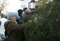 Праздник приближается: почем в Украине будут новогодние елки и как сэкономить