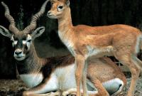 В зоопарк Ровно из Чехии привезли азиатских антилоп
