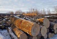 Незаконную вырубку леса разоблачили в Кировоградской область