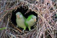В зоопарк Ровно приехало 29 попугаев-монахов