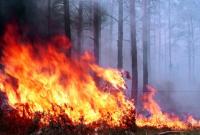 В Украине за неделю ликвидировали более 70 лесных пожаров