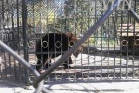 Медведь загрыз медвежонка в Хмельницком