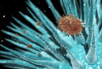 Ученые обнаружили новый вирус-гигант