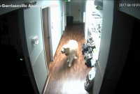 Побег из Стаффорда: пес открыл три двери и убежал из ветеринарной клиники