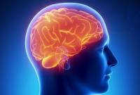 Исследователи сделали прорыв в изучении головного мозга