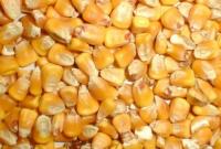 Госпродпотребслужба: в грузе американской кукурузы обнаружен вредный организм