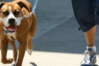 Хозяин закрыл собой собаку от пуль в Мариуполе