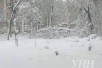 Женщину убило деревом в Днепропетровской области
