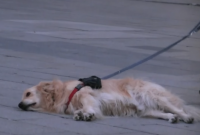 Пользователей Сети покорил пес, который слушает уличного музыканта (видео)