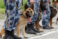 Во время Евровидения в Киеве будут дежурить до 50 служебных собак – полиция