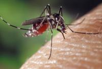 Ученые нашли вид комаров, которые не пьют кровь