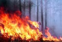 В Киеве на майские праздники объявили о пожарной опасности