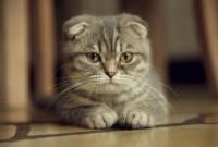 Британские ветеринары призвали прекратить разведение шотландских вислоухих кошек