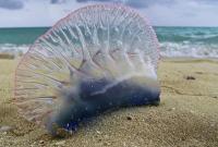В Египте создана комиссия для расследования причин нашествия медуз