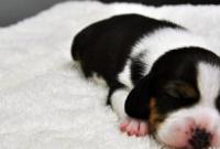 В Китае вывели первоую в мире генномодифицированную клонированную собаку