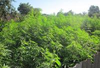 Полицейские уничтожили плантацию элитной марихуаны на 2 млн грн