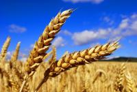 Сегодня аграрии намолотили более 2 млн тонн зерна