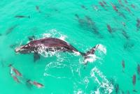 Австралийский фотограф опубликовал видео, на котором кит играет с дельфинами