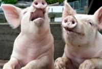 Африканская чума свиней распространяется Чехией