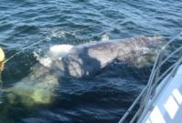 Канадский рыбак погиб после того, как спас кита