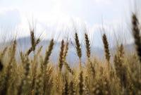 В Украине уже собрали 6,5 млн тонн зерновых