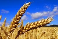 В Украине уже собрано 10 млн т зерна - Минагрополитики