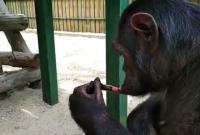В зоопарке Бердянска шимпанзе умеет красить губы (видео)