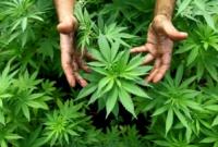 Уругвай стал первой страной, которая полностью легализовала марихуану