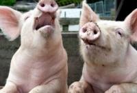 Чума свиней: новые вспышки зафиксированы в Закарпатье