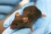 Ученым удалось омолодить мышей