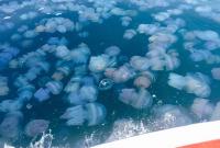 После саранчи в оккупированный Крым хлынули полчища медуз (фото)